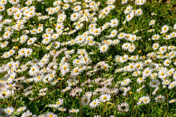Tiny daisy flowers in summer