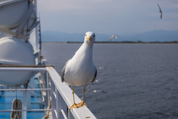 Seagull - Larus marinus flies through the air with outstretched wings. Blue sky. The harbor in the background.