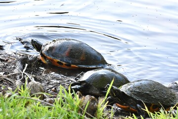 turtles coming out of a lake