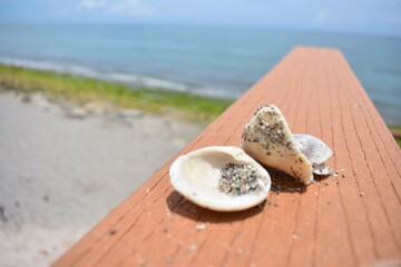 shells on stair ledge at Blowing Rocks, Jupiter