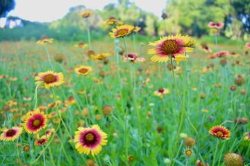 field of colorful yellow and pink flowers