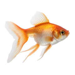 Fotobehang goldfish isolated on white transparent background © dStudio