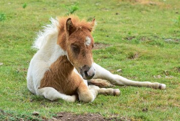 A sleepy young foal sitting on grass, located in Dartmoor, Devon. 