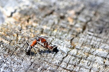 Przykład trofalaksji. Wymiana związków chemicznych pomiędzy dwiema dużymi mrówkami rudnicami (Formica rufa) 