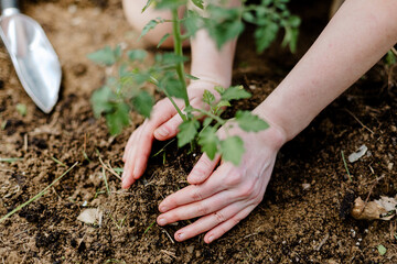 Woman planting young tomato plant in garden.