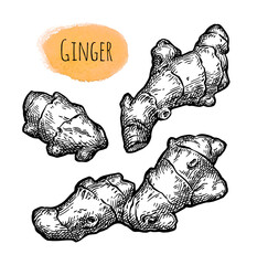 Fresh ginger root ink sketch.