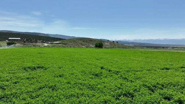 Aerial alfalfa hay field green mountain valley Uta. Rural farming community agricultural economy. Spring summer season weather mountain valley agriculture field harvest. Seasonal. weather environment.