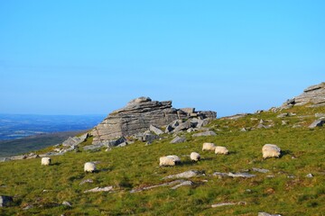 Sheep grazing around a rocky granite outcrop on Dartmoor National Park, Devon. 