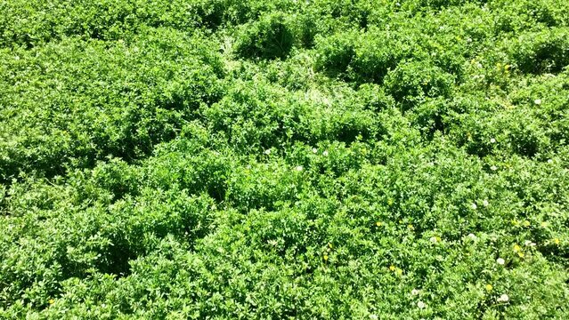 Aerial farm alfalfa hay field green mountain valle. Rural farming community agricultural economy. Spring summer season weather mountain valley agriculture field harvest. Seasonal. weather environment.