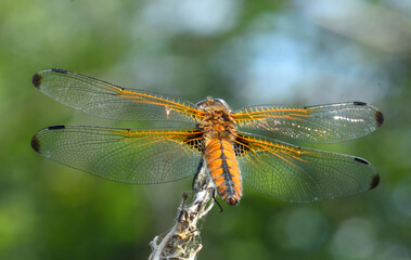 Scarce Caser Dragonfly Female close up 