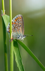 Kolorowy motyl Modraszek Ikar na łące