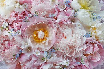 Pink white peonies, forget me not flowers and gypsophila close-up, beautiful background, postcard.