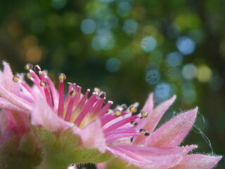 Schönheit in der Natur - Steinpflanzen im Detail mit schönem Hintergrund