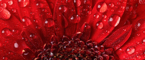 Red gerbera flower petals with water drops close up. Macro photography of gerbera flower petals with dew.