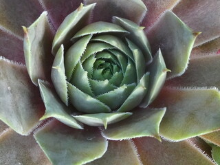 Steinpflanze - Close up