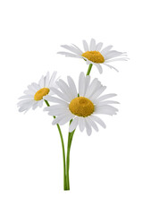 Chamomile flower bouquet isolated on transparent background. Daisy flower, medical plant. Chamomile flower for your design. - obrazy, fototapety, plakaty