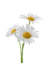 Stof per meter Chamomile flower bouquet isolated on transparent background. Daisy flower, medical plant. Chamomile flower for your design. © Inna Dodor