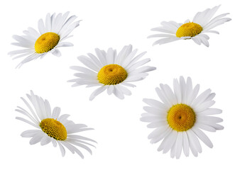Set of Chamomile flower head isolated on transparent background. Daisy flower, medical plant. Chamomile flower as an element for your design.