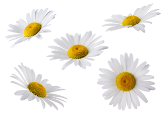 Set of Chamomile flower head isolated on transparent background. Daisy flower, medical plant. Chamomile flower as an element for your design.