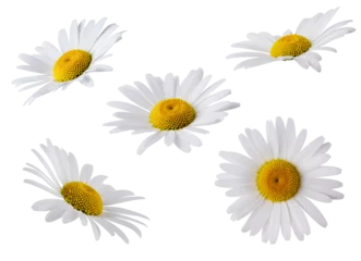 Rolgordijnen Set of Chamomile flower head isolated on transparent background. Daisy flower, medical plant. Chamomile flower as an element for your design. © Inna Dodor