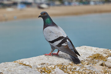 Close-up of a gray pigeon sitting on the edge of a stone wall