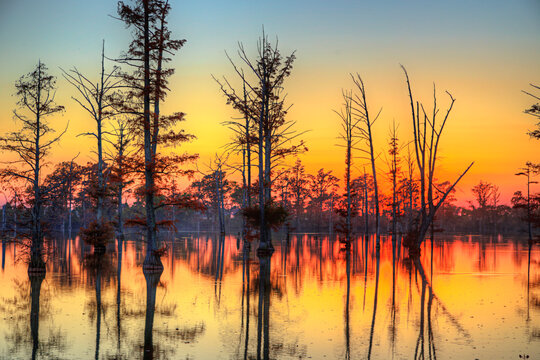 Cypress Trees on the Horizon.  A sting of cypress trees of various sizes extend across the horizon as the sunken sun paints the multicolored sky.  