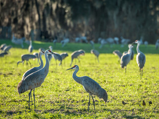 Obraz na płótnie Canvas Wintering Sandhill cranes feeding in grass pasture