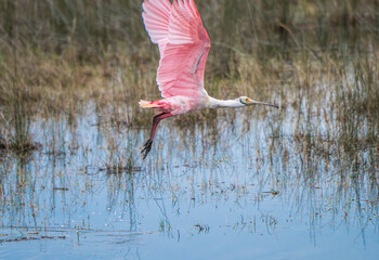 Roseate Spoonbillin alights from marsh water at Black Point, Merritt Island NWR