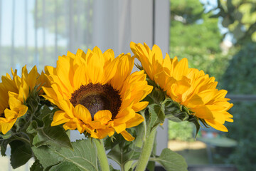 Sunflowers close-up against the background of the window leading to the garden