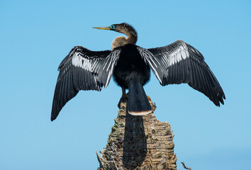 Male Anhinga with breeding plumage