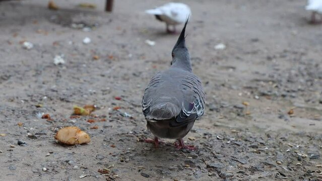 crested pigeon picking food from ground.