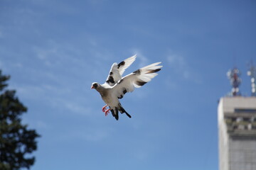 Flying dove