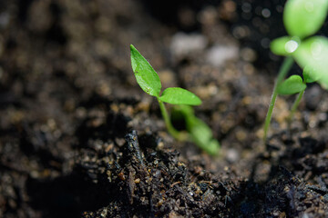 Small plant in detail