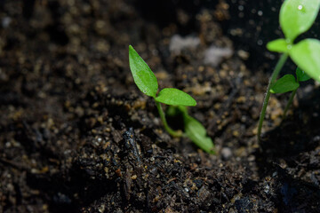Small plant in detail