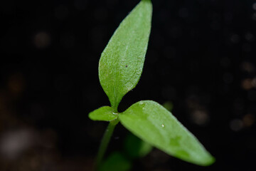 Small plant in detail
