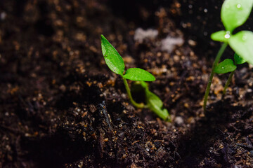 Small plant in detail