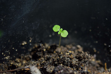 Small plant in detail