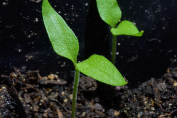 Small plant in detail