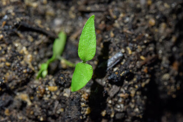 Small plant in detail