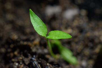 Small plant in detail