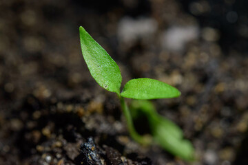 Small plant in detail