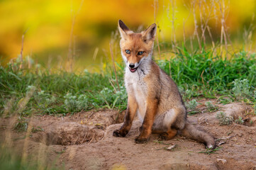Naklejka na ściany i meble Portrait red fox Vulpes vulpes on a beautiful background