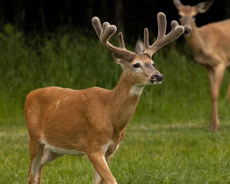  Image of a Majestic Male Deer, Proudly Displaying its Enormous Velvet Antlers.  Wildlife Photography. 