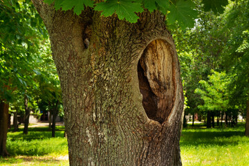 A large hollow in the trunk of an old tree close-up on a summer day
