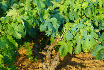 A vine of an old grape variety with green leaves sprinkled with copper sulfate