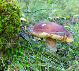 View of a boletus mushroom