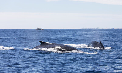 Fototapeta premium View of swimming whale at La Reunion