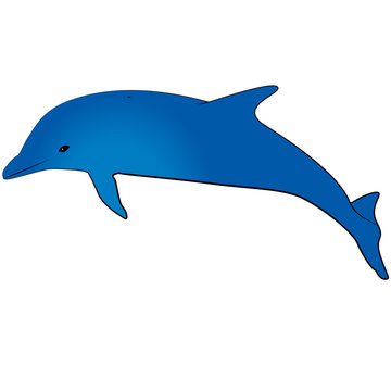 dolphin illustration isolated on white background