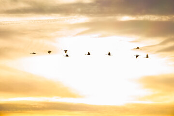 Group of wintering Sandhill Cranes silhouette in flight against dramatic sunset clouds over Paynes...