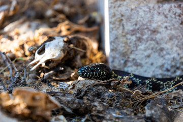 A desert king snake, Lampropeltis splendida, slithers past the skull of a deceased rodent while on the hunt in the Sonoran Desert. Pima County, Tucson, Arizona, USA.